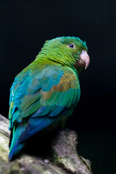 Tropischer Sittich mit grünen und blauen Federn — Stockfoto