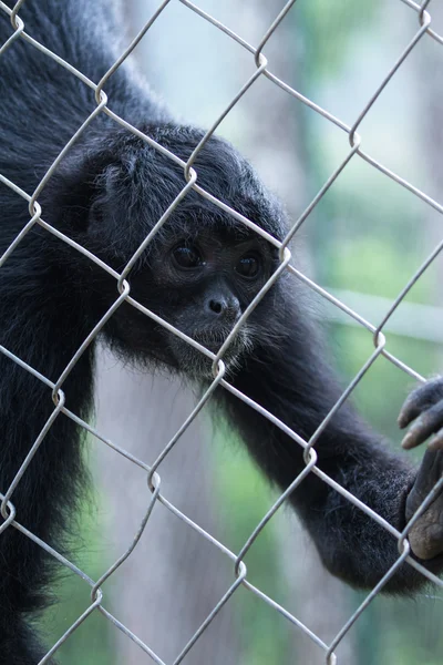 Black monkey for display at a zoo — Stock Photo, Image