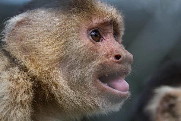 White-Faced or Capuchin Monkey - Cebus capucinus — Stock Photo, Image