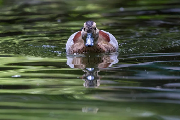 Pato en un estanque — Foto de Stock