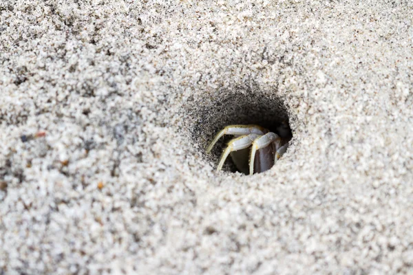 Horned ghost crab — Stock Photo, Image