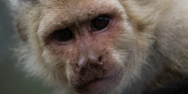 White-Faced or Capuchin Monkey - Cebus capucinus — Stock Photo, Image