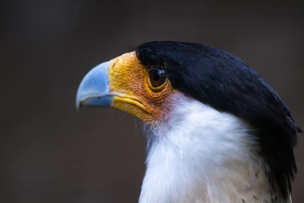 Noordelijke crested caracara - Caracara cheriway — Stockfoto