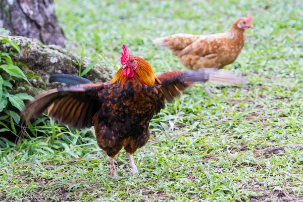 Gallo y gallina —  Fotos de Stock