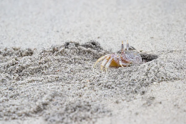 有角的鬼蟹 — 图库照片