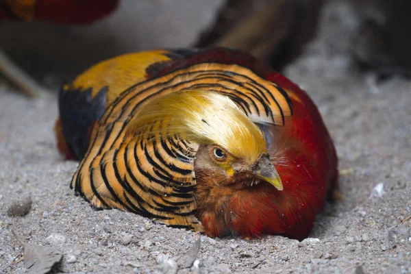 Der goldene Fasan oder der chinesische Fasan - chrysolophus pictus — Stockfoto