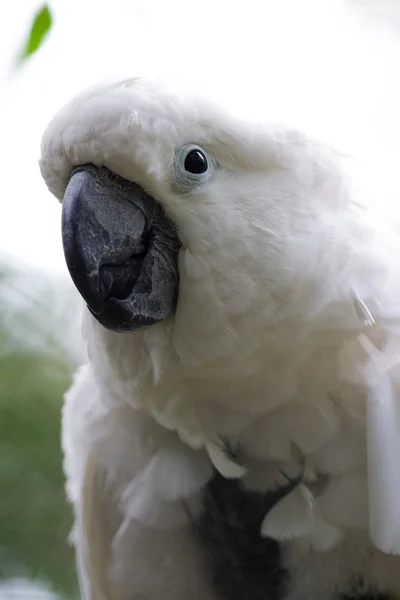 白鹦鹉-cacatua 阿尔巴 — 图库照片