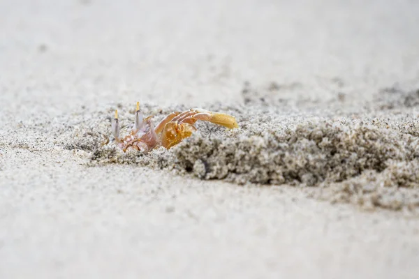 Horned ghost crab — Stock Photo, Image