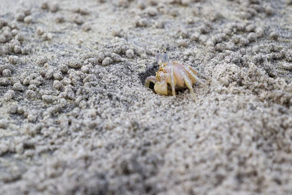 Horned ghost crab — Stock Photo, Image