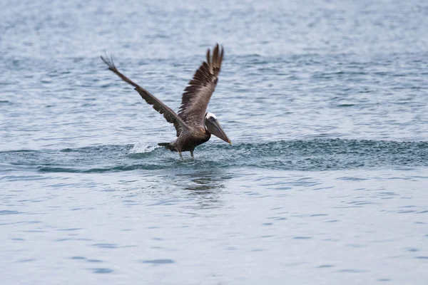 Brown Pelican decollare — Foto Stock