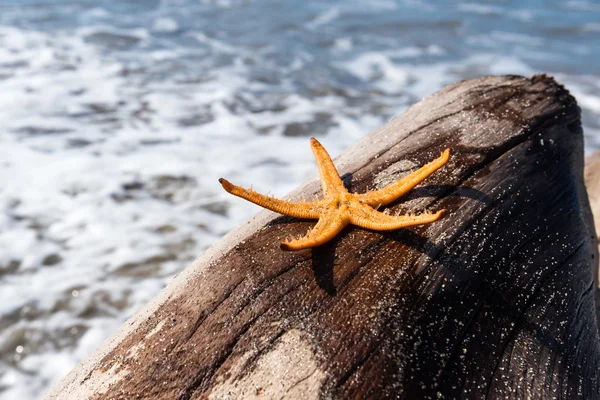 Estrella de mar en un tronco —  Fotos de Stock