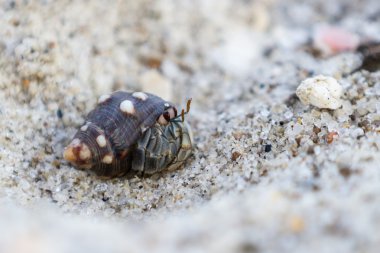 tropikal Yalnızcıl Yengeç