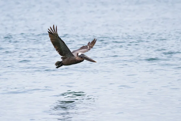 Bruine pelikaan tijdens de vlucht — Stockfoto