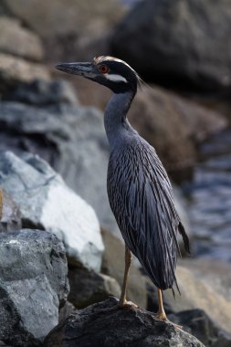 Sarı taçlı gece balıkçıllar (Nyctanassa violacea)