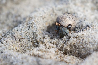 tropikal Yalnızcıl Yengeç