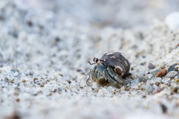 Tropical hermit crab — Stock Photo, Image