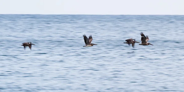 Pelicanos em voo — Fotografia de Stock