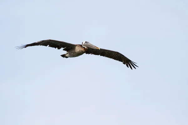 Браун Пеликан в полете — стоковое фото