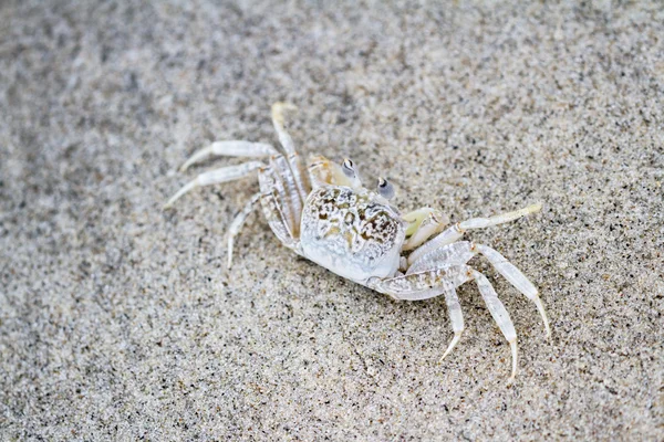 Horned ghost crab — Stock Photo, Image