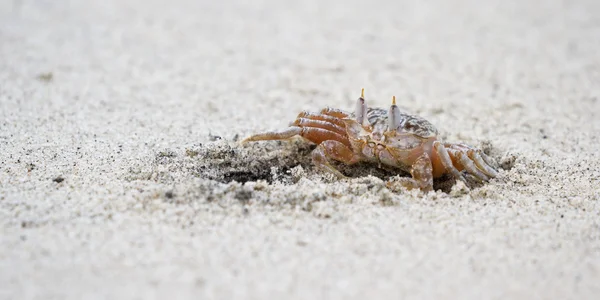 Horned spöket krabba — Stockfoto