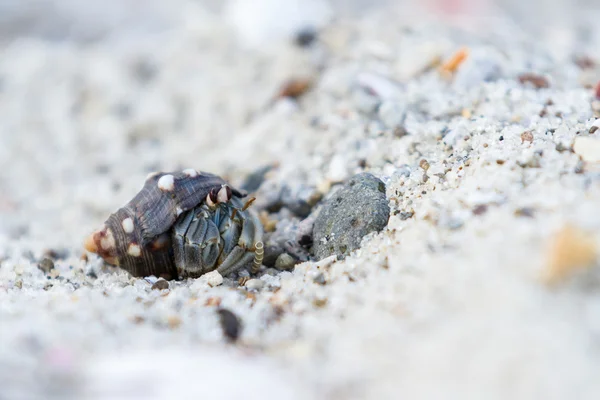 Tropical hermit crab — Stock Photo, Image