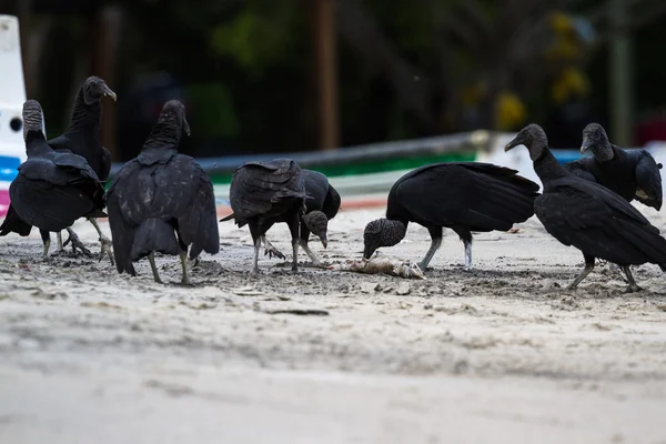 Gieren op het strand — Stockfoto