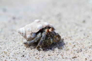 tropikal Yalnızcıl Yengeç