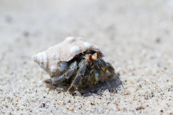 tropikal Yalnızcıl Yengeç