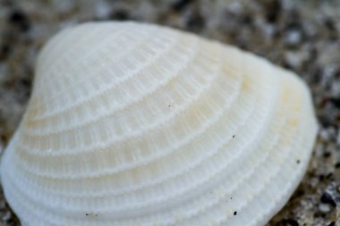 Deniz kabuğu makro 