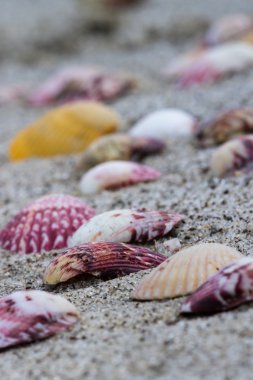 Kumsalda deniz kabukları