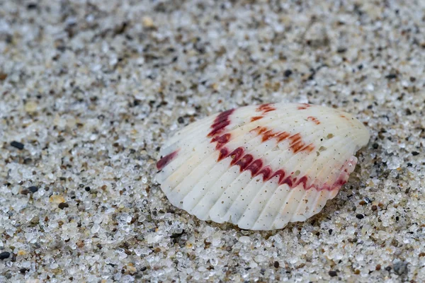 Guscio del mare macro — Foto Stock