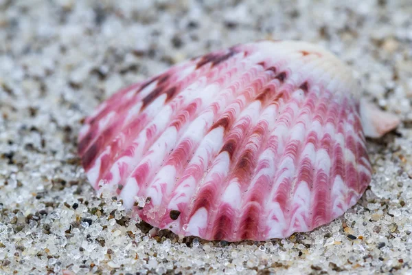 Guscio del mare macro — Foto Stock