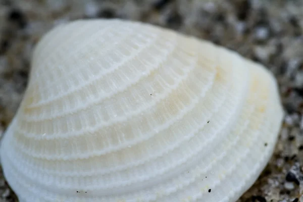 Tengeri kagyló makró — Stock Fotó