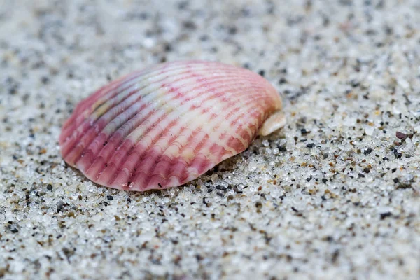 Guscio del mare macro — Foto Stock