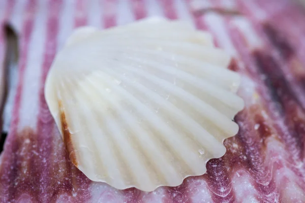 Sea shell macro — Stockfoto