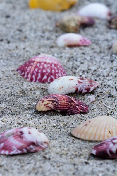 Muszle morskie na plaży — Zdjęcie stockowe