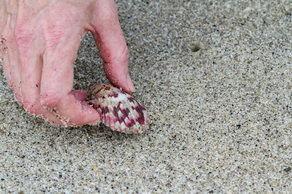 picking up a sea shell