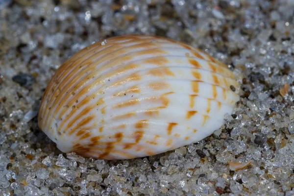 Tengeri kagyló a strandon — Stock Fotó