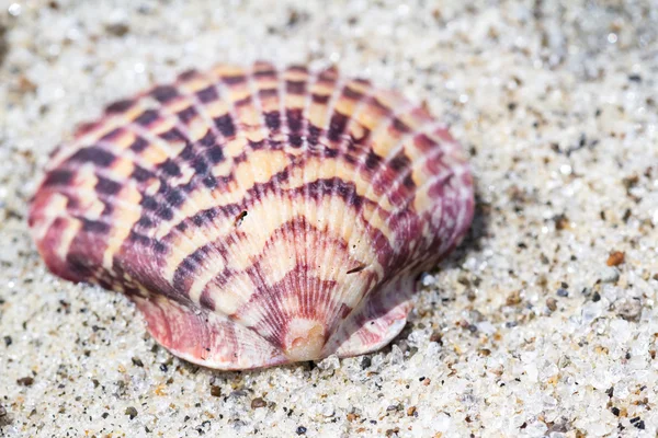 Sahilde deniz kabuğu — Stok fotoğraf
