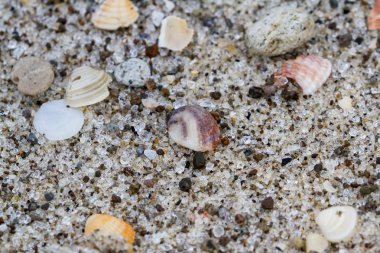 Kumsalda deniz kabukları 