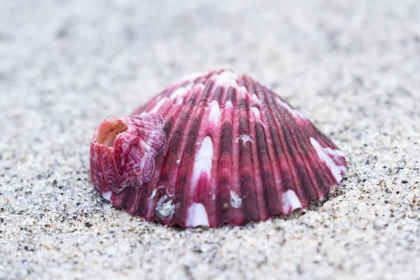 Concha de mar en la playa —  Fotos de Stock