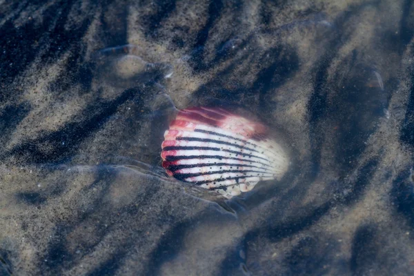 Coquille de mer sur la plage — Photo