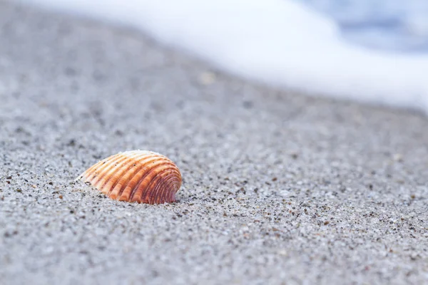 Concha de mar en la playa —  Fotos de Stock