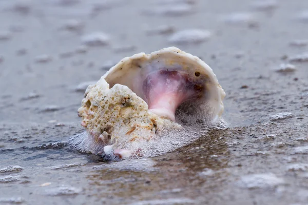 Conch shell on the beach — Stock Photo, Image