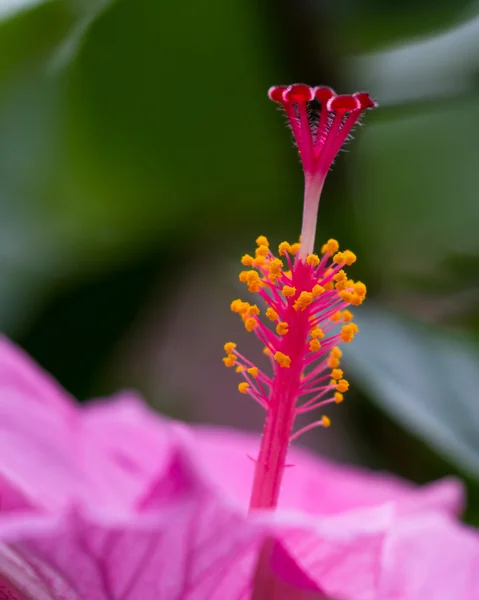 Hibiscus flower detail — Stock Photo, Image