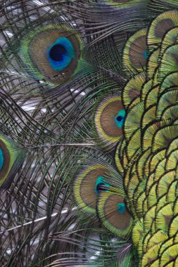 Tavus kuşu tüyü detay 