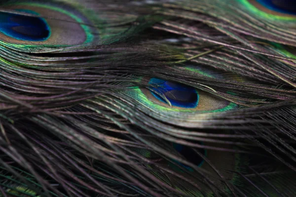 Peacock feather detail — Stock Photo, Image