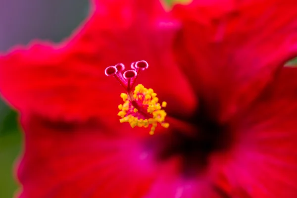 Ιβίσκος λουλούδι λεπτομέρεια — Φωτογραφία Αρχείου