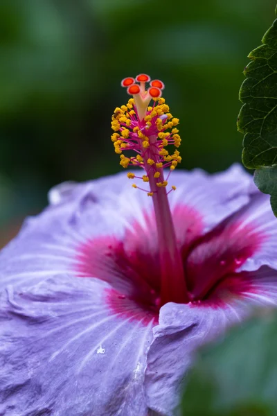 Hibiscus flower detail — Stock Photo, Image