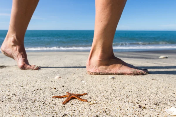 Estrella de mar en la playa —  Fotos de Stock